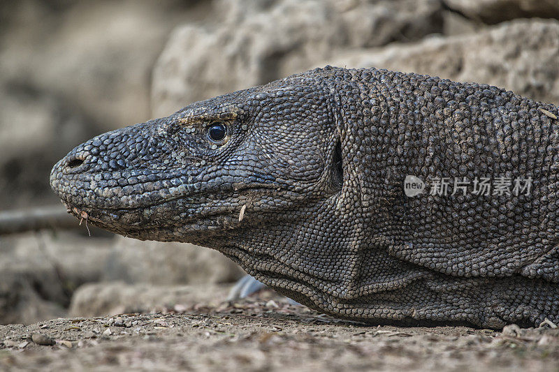 野生动物拍摄的科莫多龙(Varanus komodoensis)